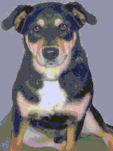 picture of reese the dog